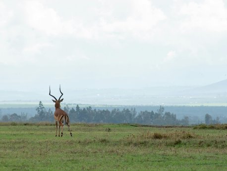 Nanyuki