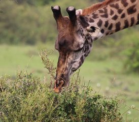 5 jours en stage de safari lodge sur la migration au Kenya dans le Maasai Mara et à Nakuru - Photo 3