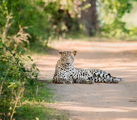 11 Tage Leopard Wildlife Tour in Wilpattu, Wasgamuwa, Kumana und Yala Nationalparks in Sri Lanka - Photo 4