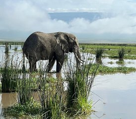 3 Tage private Mittelklasse-Safari in den Serengeti-Nationalpark und zum Ngorongoro-Krater in Tansania - Photo 2