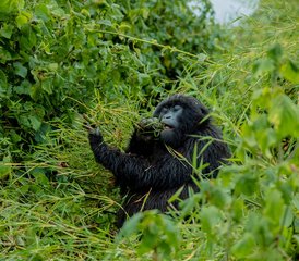 2 Tage Gorilla-Safari-Abenteuer im Volcanoes-Nationalpark, Ruanda - Photo 3