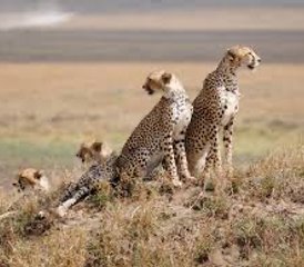8 jours safari confort inoubliable au Kenya et en Tanzanie - Photo 5