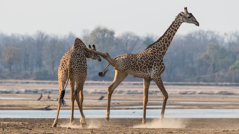13 Days Exciting Safari in Zambia