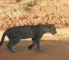 2 Tage Übernacht-Safari im Tsavo East von Diani Beach oder Nairobi in Kenia - Photo 2