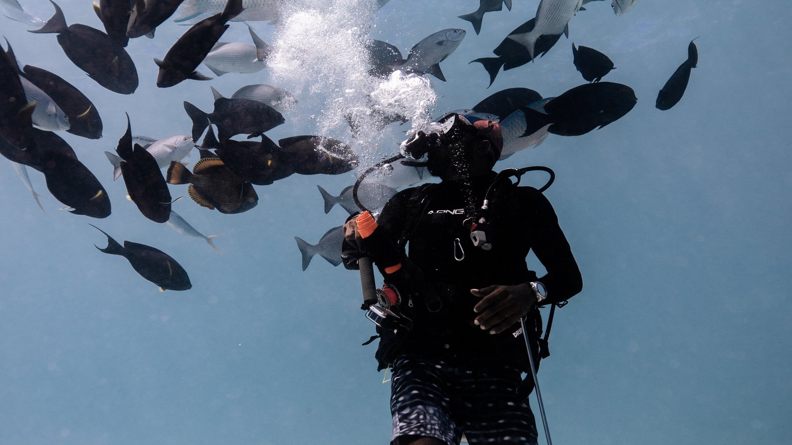 Shark Island Dive Hero image
