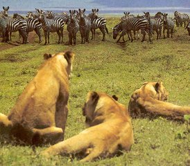 5-Daagse Kampeersafari in de Prachtige Serengeti en Ngorongoro Crater, Tanzania - Photo 3
