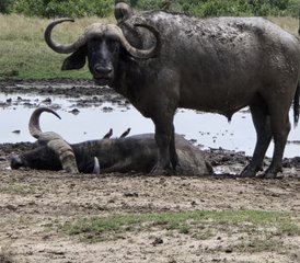 5-daagse privé-campingsafari in Samburu en Ol Pejeta, Kenia - Photo 2