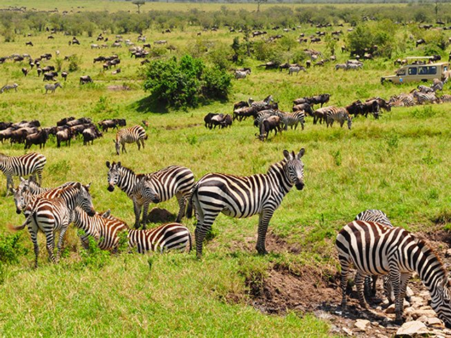 4 Day 3 Nights Masai Mara Safari With Mega Wildebeest Migration From July To October 1365