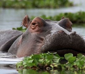 6 jours en stage de safari à Amboseli, au lac Nakuru et au Masai Mara, au Kenya - Photo 3