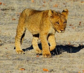 3 Tage Mikumi-Nationalpark und Maasai-Kultur-Erlebnis in Tansania - Photo 3