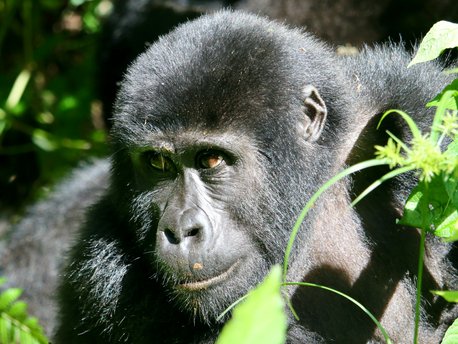 Bwindi Impenetrable Forest