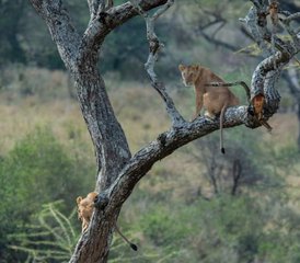 7 Day Private Safari the Best of Tanzania With Sustainable Approach to Travel - Photo 3