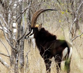 3 Day Classic Kruger Park Safari in South Africa - Photo 5