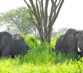 3 jours safari faunique au parc national de Murchison Falls avec promenade au sommet des chutes, Ouganda - Photo 2