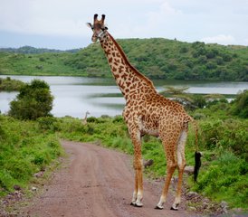 7 jours safari privé au parc national du Serengeti et au-delà, Tanzanie - Photo 4