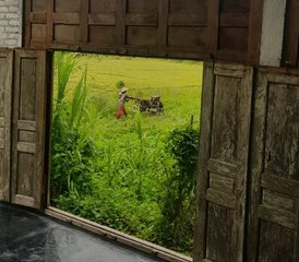 4 Tage Yoga, Pilates und Kultur Retreat mit Atemberaubendem Blick auf Reisfelder in Yogyakarta, Indonesien - Photo 3