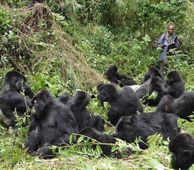 9 Day Wildlife and Gorilla Safari in Rwanda and Uganda - Photo 3