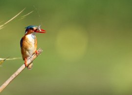 Mpumalanga Retreats & Trips