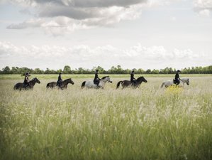4 Day 'Muhu on Horseback' Riding Holiday at Pädaste Manor