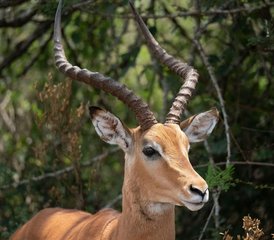 6 Day The Great Migration Calving Season Safari in Tarangire, Ndutu Plains, and More in Tanzania - Photo 5