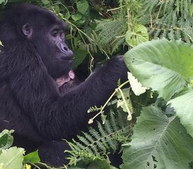 68 Tage Primaten-Begegnung und Game-Safari-Abenteuer von Entebbe nach Kigali, Uganda - Photo 1