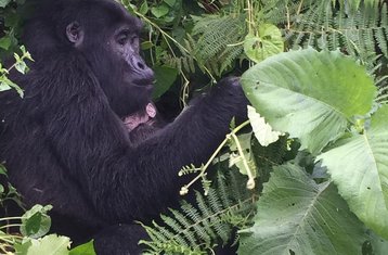 8 Tage Primaten-Begegnung und Game-Safari-Abenteuer von Entebbe nach Kigali, Uganda