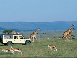 4 Day Maasai Mara, Lake Nakuru, and Lake Naivasha Safari in Kenya