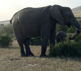 5 Tage Kenia Aufregende Budget-Safari im Masai Mara, Lake Naivasha und Lake Nakuru Nationalparks - Photo 4