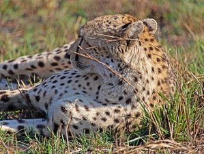 8 Day Kenya Group Joining Safari Tour through Maasai Mara, Naivasha, Nakuru, and Amboseli