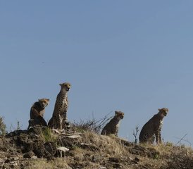 34 jours safari de groupe au Masai Mara et au lac Nakuru, Kenya - Photo 1