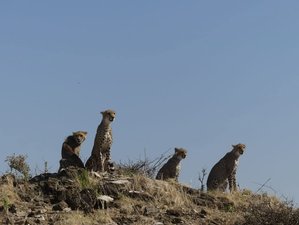 4 Day Masai Mara And Lake Nakuru Group Safari in Kenya