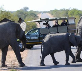 6 Tage Luxus-Safari im Balule Naturreservat und Kruger-Nationalpark, Südafrika - Photo 3