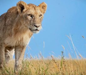 2 Tage Private Gnu-Wanderung Kenia Safari Tour mir Ballonfahrt - Photo 4