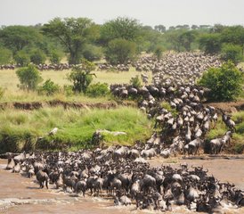 10 Day Calving Season Safari in Tanzania - Photo 3