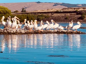 5 Day Yoga, Birding, Meditation, and SUP Retreat in The Dalles, Oregon