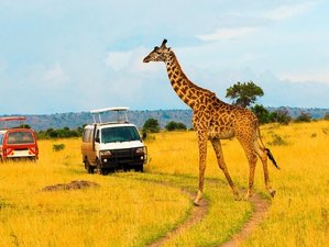 3 Day Masai Mara Budget Camping Safari in Kenya in Search of Big Five and the Great Migration