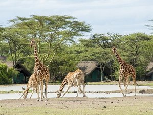 8 Day Hakuna Matata Safari in Kenya