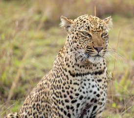2 Tage Tansania Safari von Sansibar nach Tarangire und Ngorongoro - Photo 3