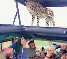8 Day Best Tanzania Comfort Safari Migration River Crossing and Masai Boma Visit - Photo 2