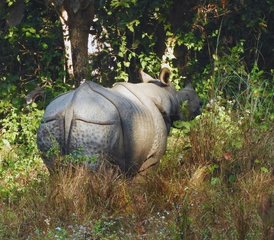 73 días de safari por la selva con pensión completa en Chitwan, Nepal - Photo 1