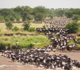 9 Tage Große Gnu-Wanderung und Heißluftballon Safari in Tansania - Photo 4
