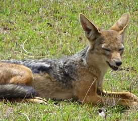 4 días de safari de acampada en Tanzania - Photo 4