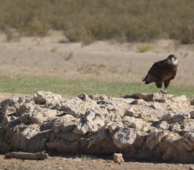 8 jours safari en 4x4 en conduite autonome dans le Kalahari, Afrique du Sud - Photo 3