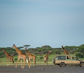 7 días de safari familiar perfecto por Tanzania en los parques nacionales de Tarangire y Serengeti y el cráter de Ngorongoro - Photo 4
