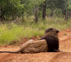 4 Day Masai Mara Private Midrange Safari in Kenya - Photo 4