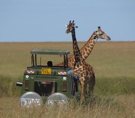 5 Day Best Kenya Safari at Masai Mara Game Reserve and Lake Nakuru and Amboseli National Parks - Photo 3