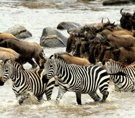 5 jours en stage de safari ultra-luxueux au parc national du Serengeti, Tanzanie - Photo 3