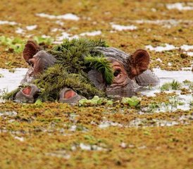 5 Day Best of Maasai Mara, Lake Nakuru, and Lake Naivasha National Parks Safari in Kenya - Photo 5