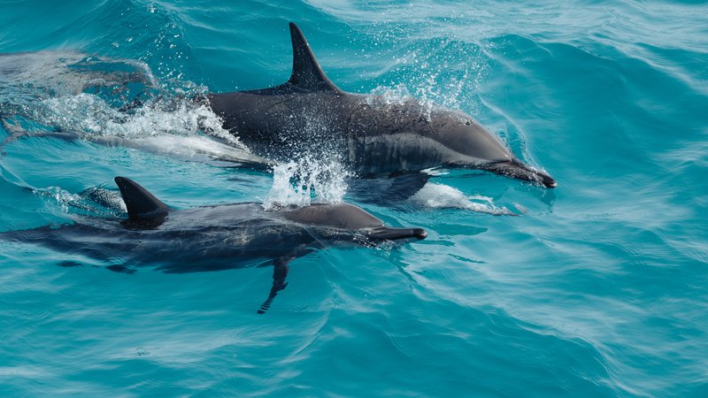 8 Day Transformational Yoga Retreat With Wild Dolphin in the Sataya Lagoon, Red Sea, Egypt