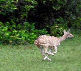 3 días de safari en el Parque Nacional Kumana, en Sri Lanka, con safari matutino por la laguna y los manglares - Photo 4